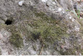 Moss 0004